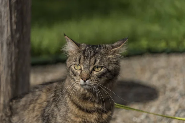 Mourovatá kočka s olovem na zelené trávě — Stock fotografie