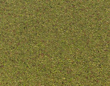 Havuzda su renk küçük noktalar