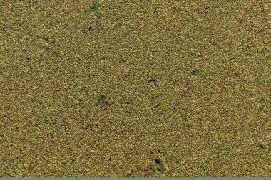 Havuzda su renk küçük noktalar