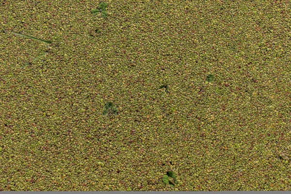 Havuzda su renk küçük noktalar