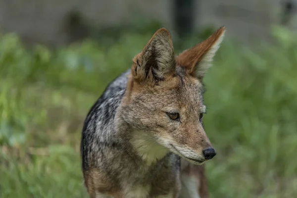 Jackal met groen gras achtergrond — Stockfoto