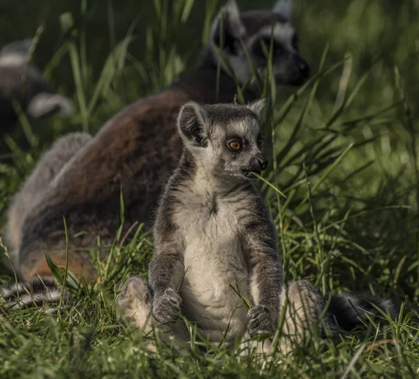 Lemur com cauda listrada à noite ensolarada — Fotografia de Stock