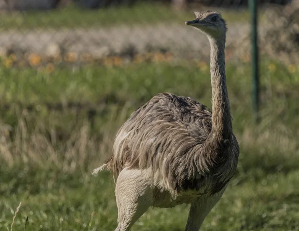 Aves avestruz na grama verde com luz solar — Fotografia de Stock