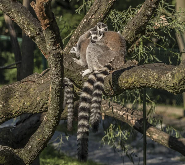 Lemur mit gestreiftem Schwanz am sonnigen Abend — Stockfoto