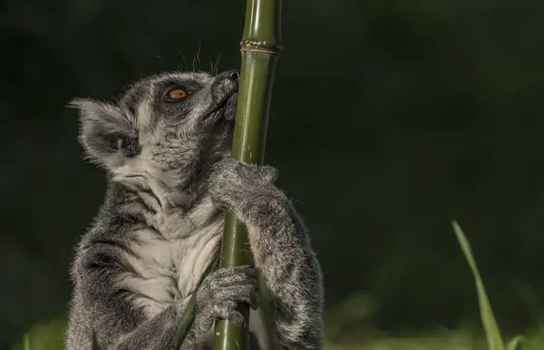 Lemur ogon pasiasty wieczorem słoneczny — Zdjęcie stockowe