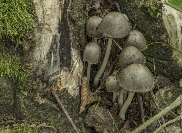 Coprinus champignon i mørk skov - Stock-foto