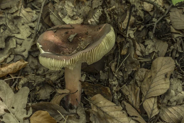 Russula paddestoel in blad bos — Stockfoto