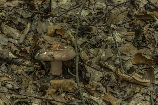 Russula svamp i löv-skog — Stockfoto