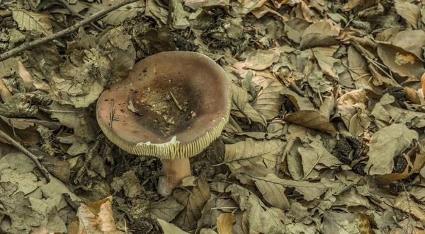 Fungo di Russula in foresta di foglia — Foto Stock