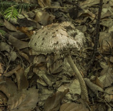 şemsiye mantar yeşil çimen
