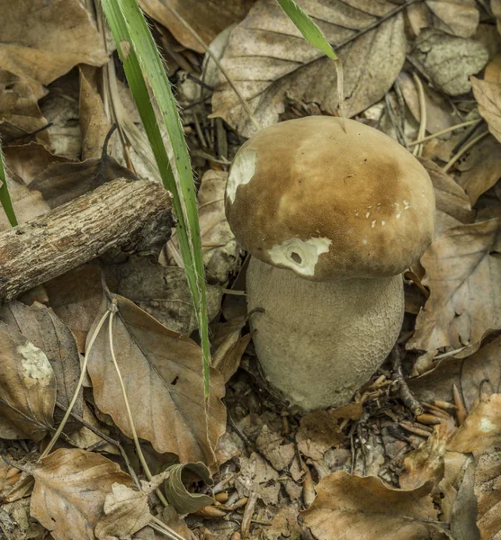 Kantarell svamp i sommar löv skog — Stockfoto