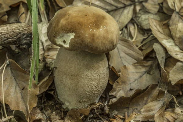 Cogumelo Bolete na floresta de folha de verão — Fotografia de Stock