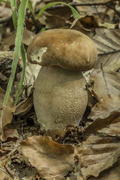 夏葉の森で Bolete キノコ — ストック写真