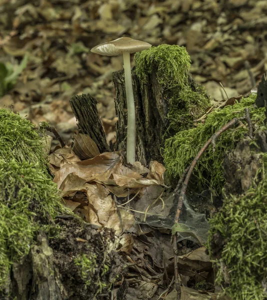 Giftig svamp i löv mörk skog — Stockfoto