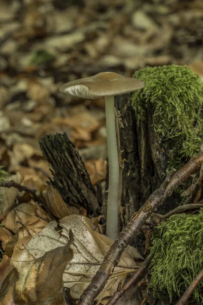 Giftige paddestoelen in blad donker bos — Stockfoto