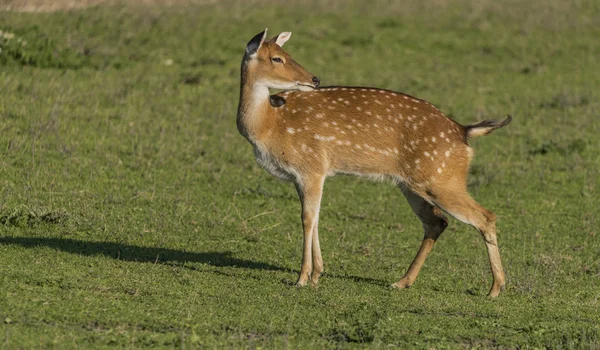 Female Vietnam deer in evening sun — Stock Photo, Image