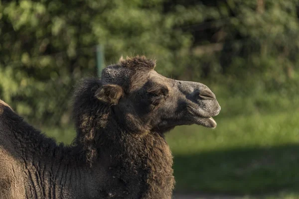 Camel in green grass on sand place — Stock Photo, Image