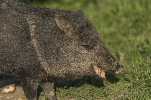 Peccary onder de avondzon in groen gras — Stockfoto