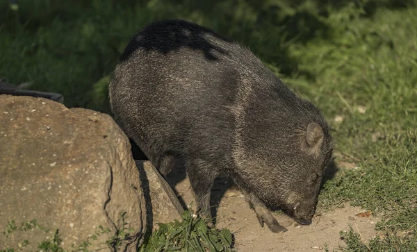 Peccary onder de avondzon in groen gras — Stockfoto