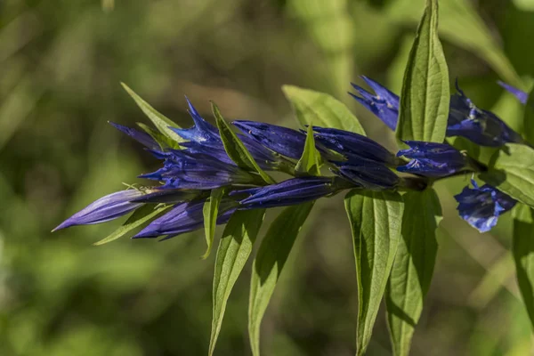 Gentian azul nas montanhas da Eslováquia — Fotografia de Stock