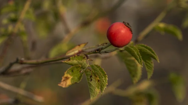 Arbusto de brezo con bola de fruta roja —  Fotos de Stock