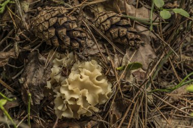 Sparassis yaz ormandaki Güney Bohemya'da