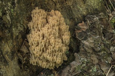 Ramaria flava yaz karanlık ormanın içinde