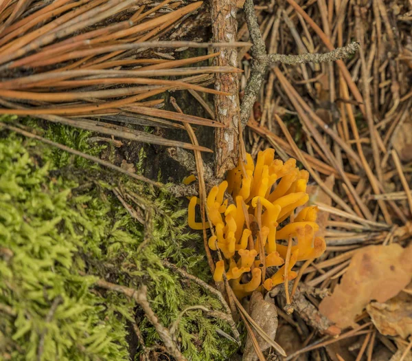 Ramaria flava naranja en bosque oscuro de verano —  Fotos de Stock