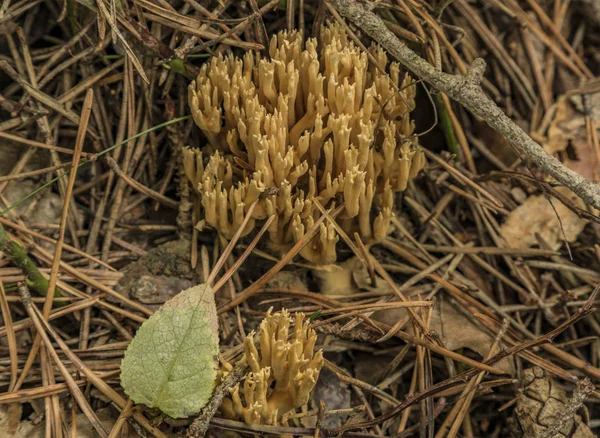 Ramaria flava yaz karanlık ormanın içinde