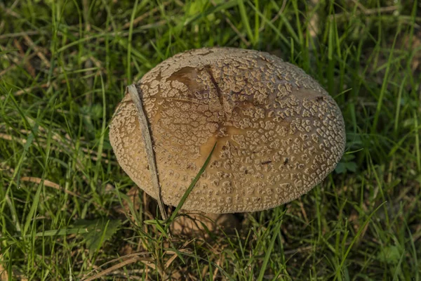 Roze amanita rubescens in groen gras — Stockfoto