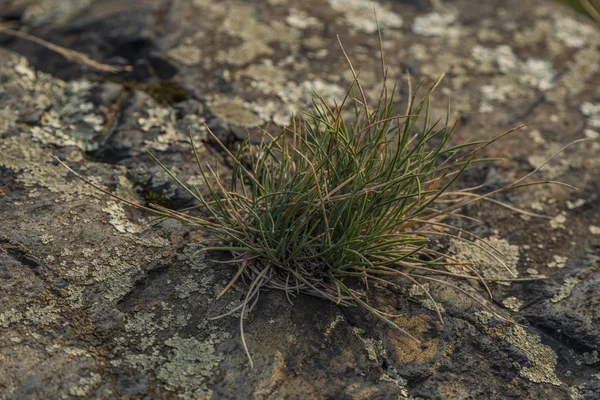 Taşa Vltava Nehri Vadisi üzerinde çim