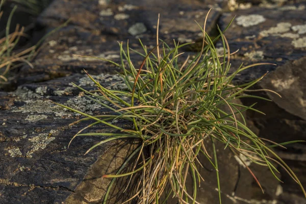 Taşa Vltava Nehri Vadisi üzerinde çim