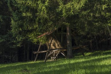 Saman raf Velky Choc hill yakınındaki ormanda