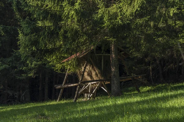 Saman raf Velky Choc hill yakınındaki ormanda