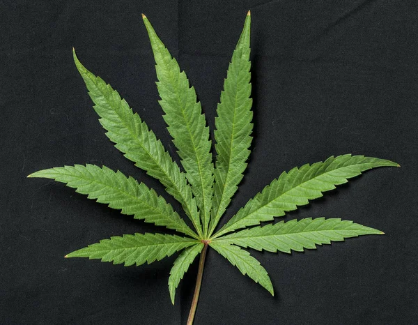 Marijuana leaf with black background — Stock Photo, Image