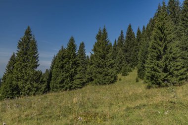 Ormanlar Velky Choc tepe yaz aylarında Kuzey Slovakya'da altında
