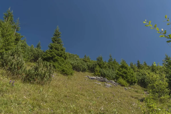 Çayır Velky Choc tepe yaz aylarında Kuzey Slovakya'da altında