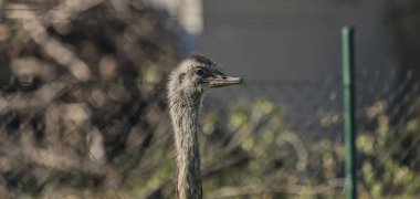 Devekuşu kuş sunny Parlatıcı ve çalılar ile