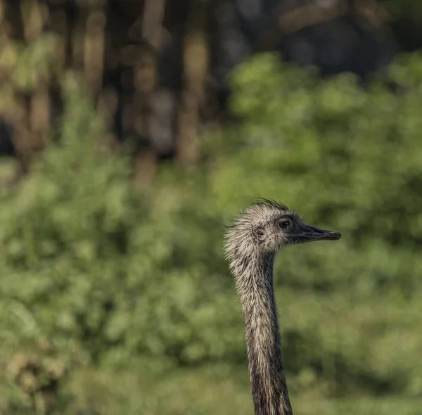 Straußenvogel mit sonnigem Sonnenschein und Büschen — Stockfoto