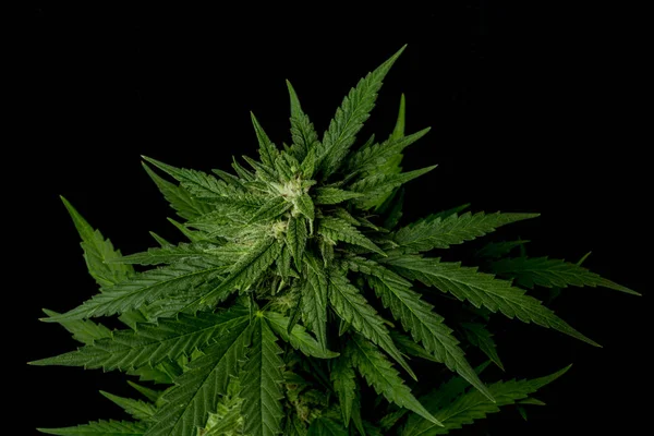 Bubba kush разновидность медицинской марихуаны — стоковое фото