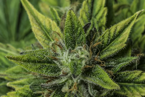 Renk bloom Bubba kush tıbbi esrar