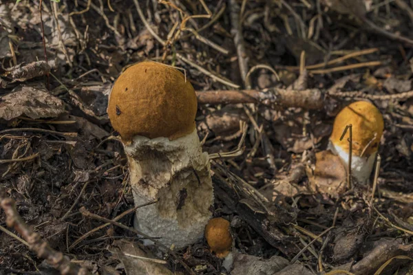 Leccinum svamp i mörka hösten skogen — Stockfoto