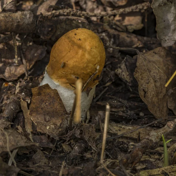 Leccinum mantar karanlık sonbahar ormandaki — Stok fotoğraf