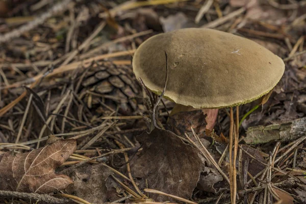 Xerocomellus chrysenteron paddestoel in naalden bos — Stockfoto