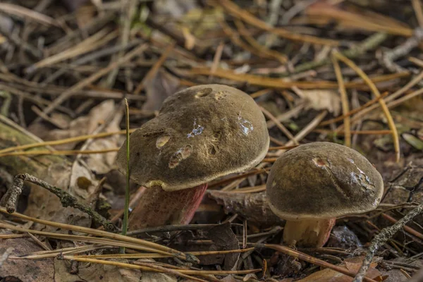 Seta Xerocomellus chrysenteron en el bosque de agujas —  Fotos de Stock