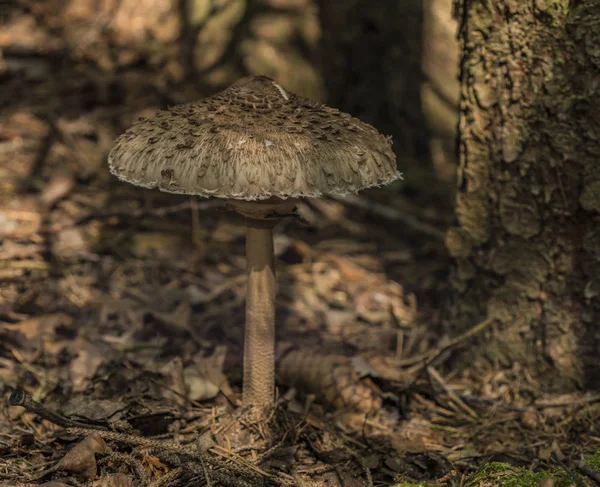 Grote parasolzwam in donker bos in zonnige dag — Stockfoto