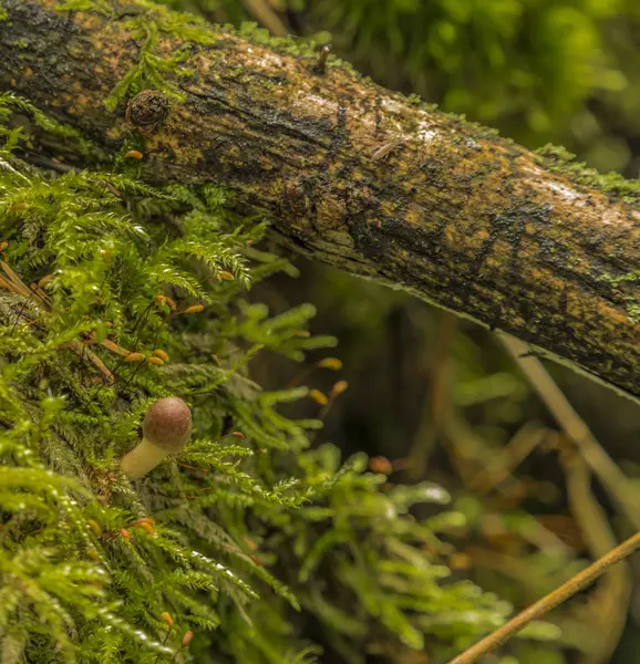 Malé oranžové houby v zelený mech — Stock fotografie