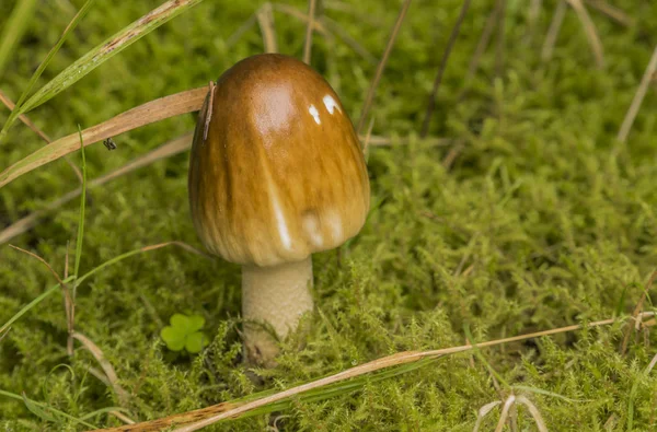 녹색 이끼에 작은 주황색 버섯 — 스톡 사진