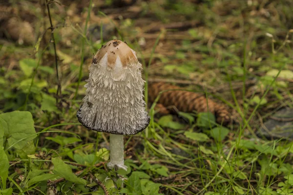 Yeşil orman Coprinus mantar
