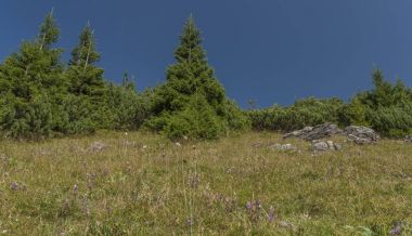 Çayır Velky Choc tepe yaz aylarında Kuzey Slovakya'da altında